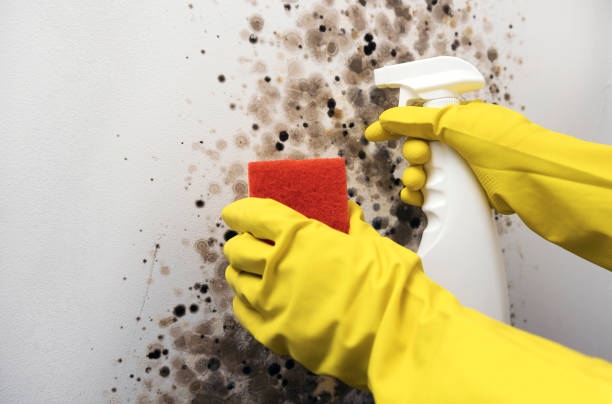 Best Insurance-Related Mold Remediation in Polk City, FL